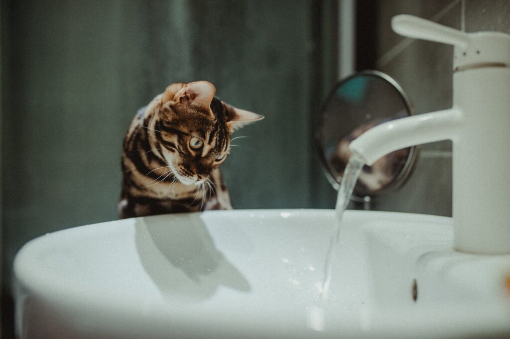 Cat Looking at Tap Water Running in Sink