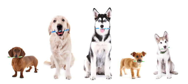 a group of dogs standing next to each other.