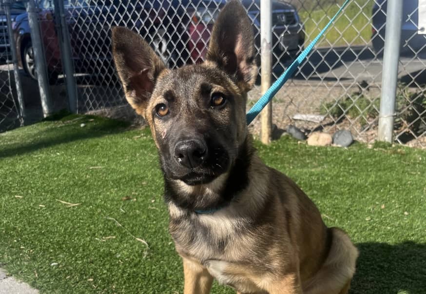 a dog sitting in the grass near a fence.