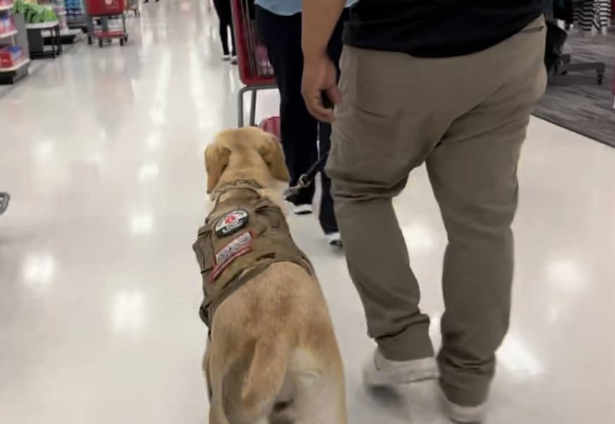 a dog walking with a person in the background.