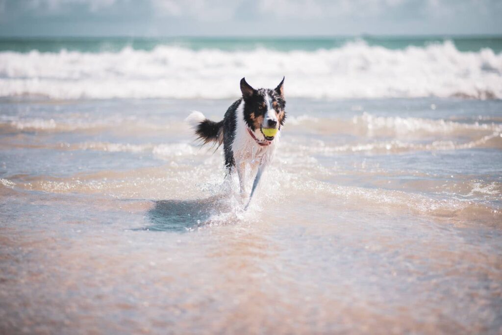 a dog running through the water with a tennis ball in its mouth.