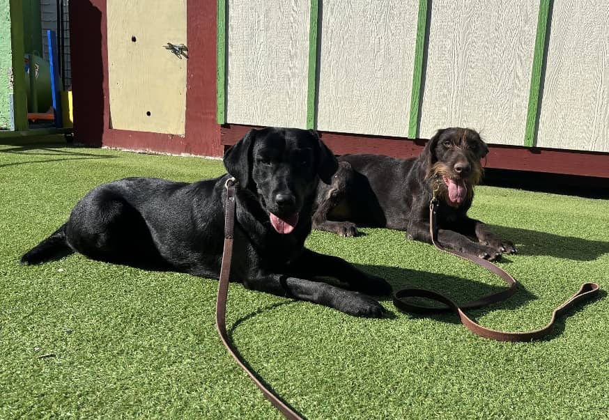 a couple of dogs laying on top of a lush green field.
