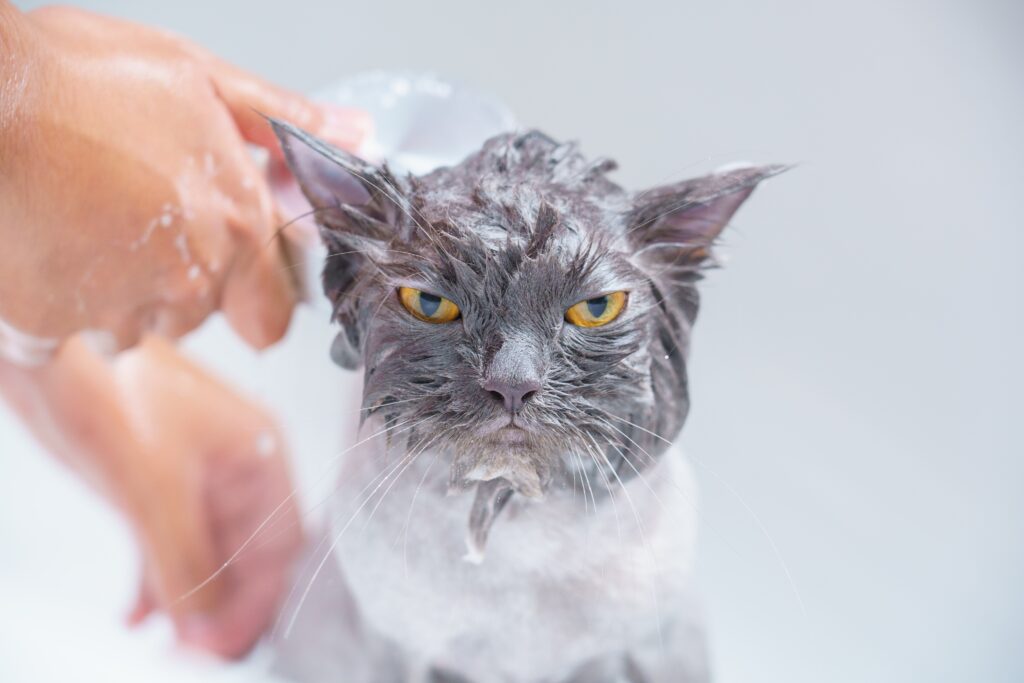person bathing a cat