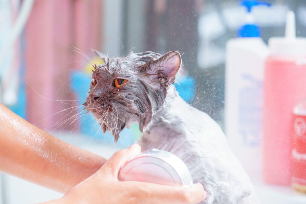 person bathing a cat on the sink