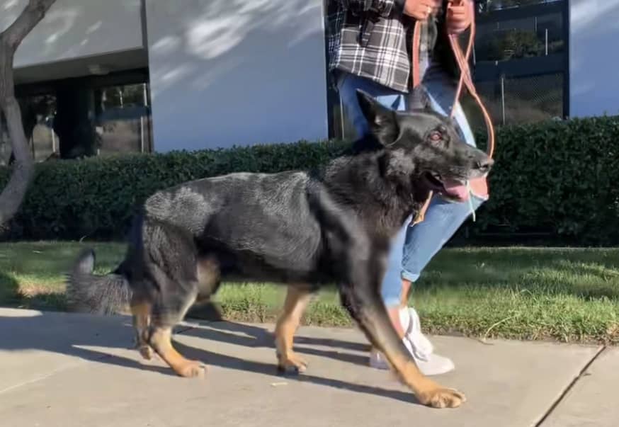 a woman walking a large black dog on a leash.
