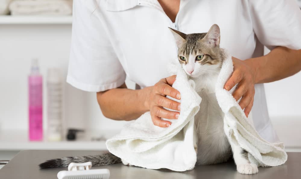 A veterinarian drying a cat with a towel on a clinic table, with grooming tools visible.