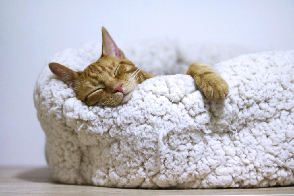 a cat sleeping in a fluffy cat bed.