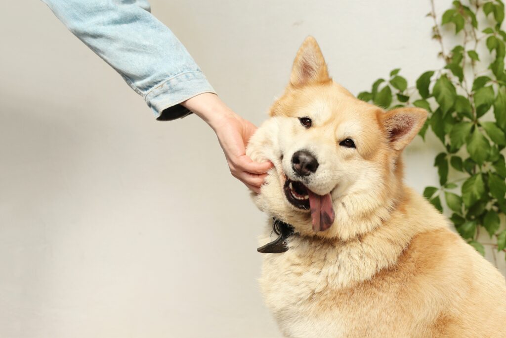 a dog is petting a person's hand.
