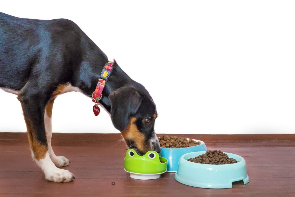 a dog eating out of a bowl with a frog on it.