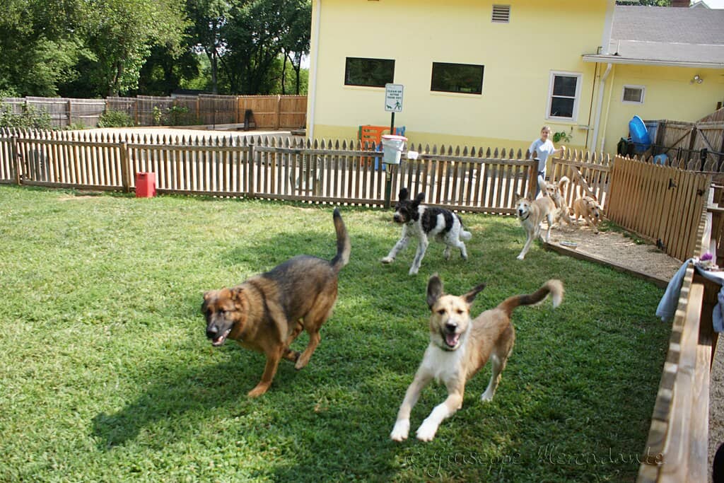 Several dogs of various breeds playing joyfully in a sunny backyard with a wooden fence and a yellow house in the background.