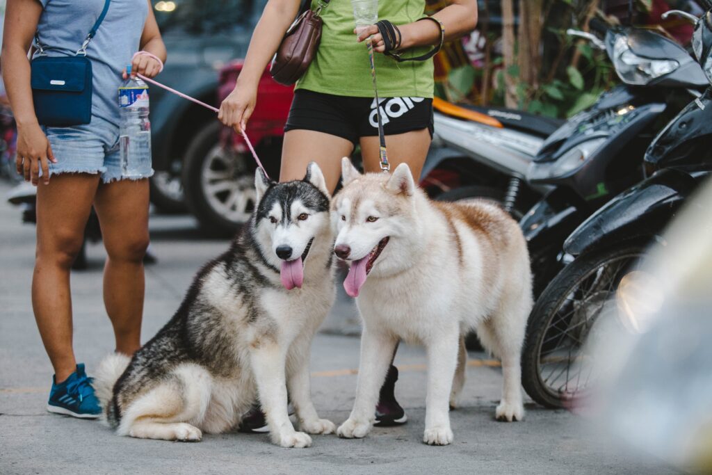 two husky dogs standing next to a woman on a street.
