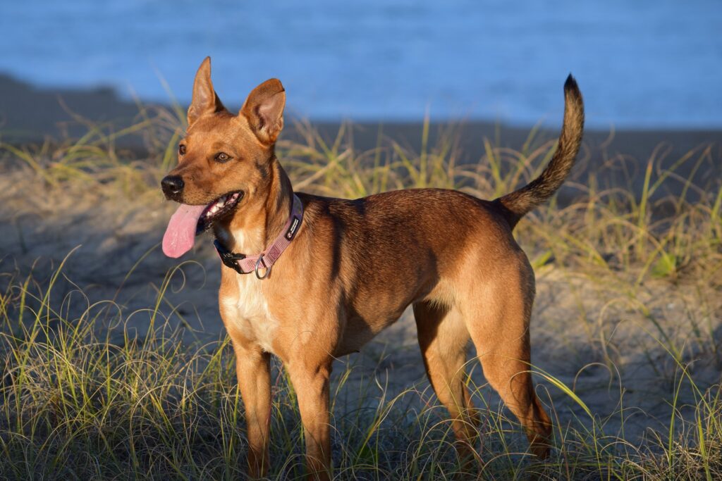 a brown dog with wagging tail