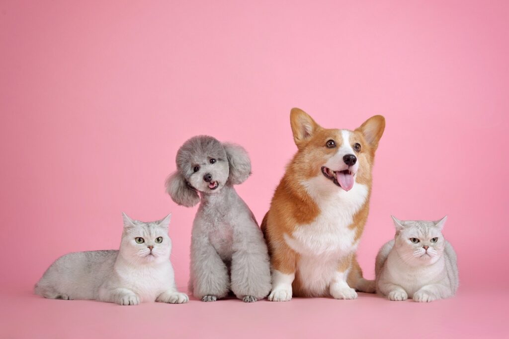 A group of dogs and cats on a pink background.