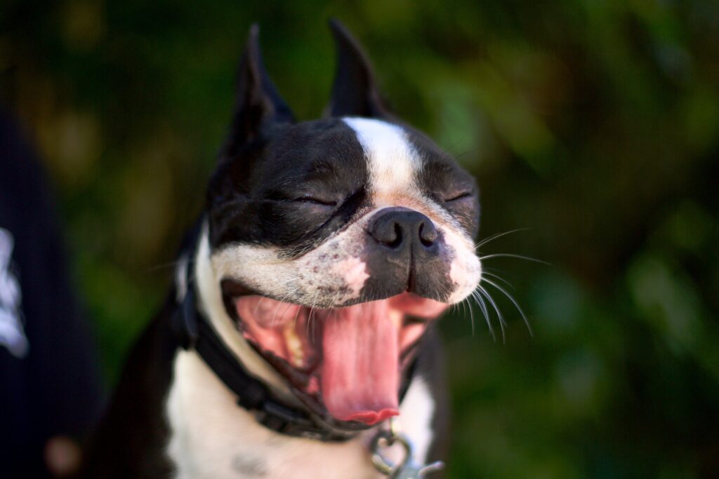 A boston terrier dog yawning.