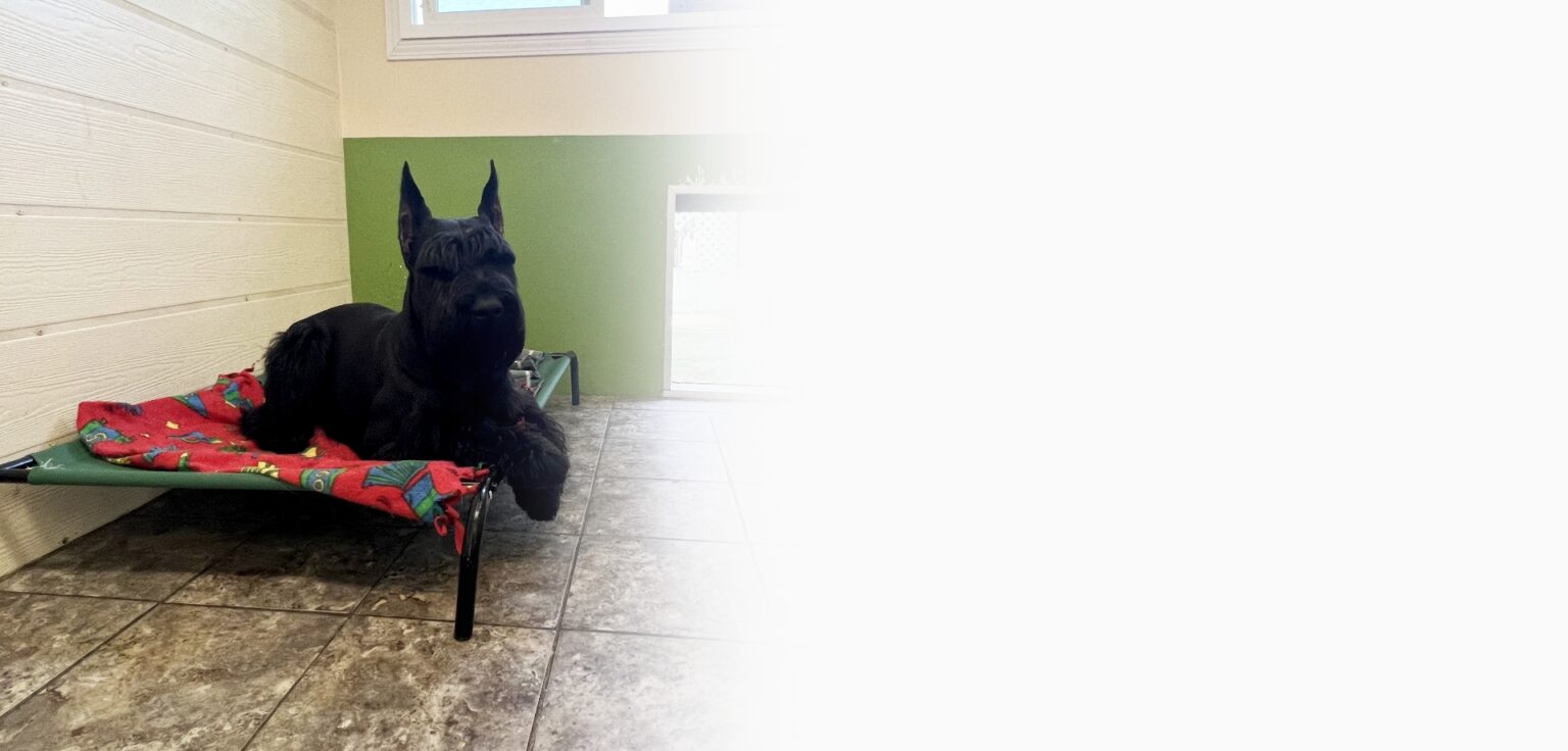 Best San Diego Dog Boarding w/ Private Climate Controlled Kennels