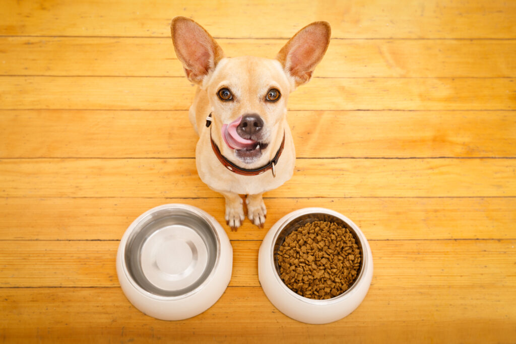 A dog is standing next to two bowls of food.