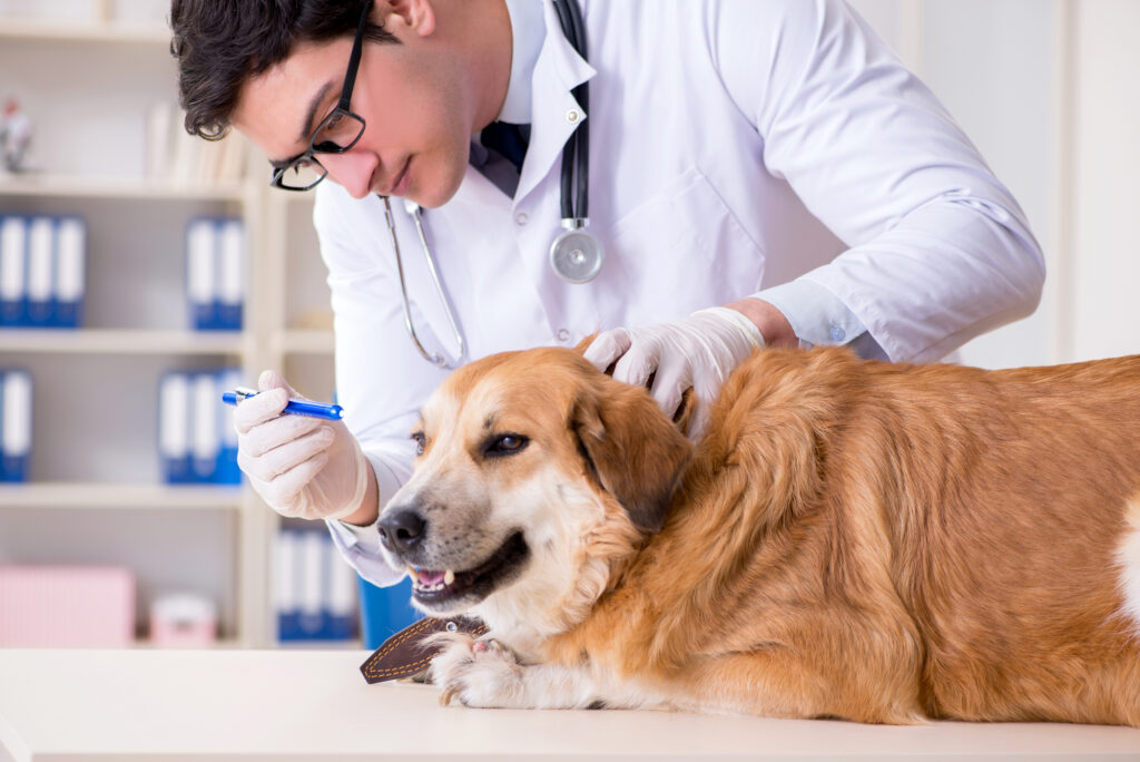 A veterinarian is examining a dog's ears.