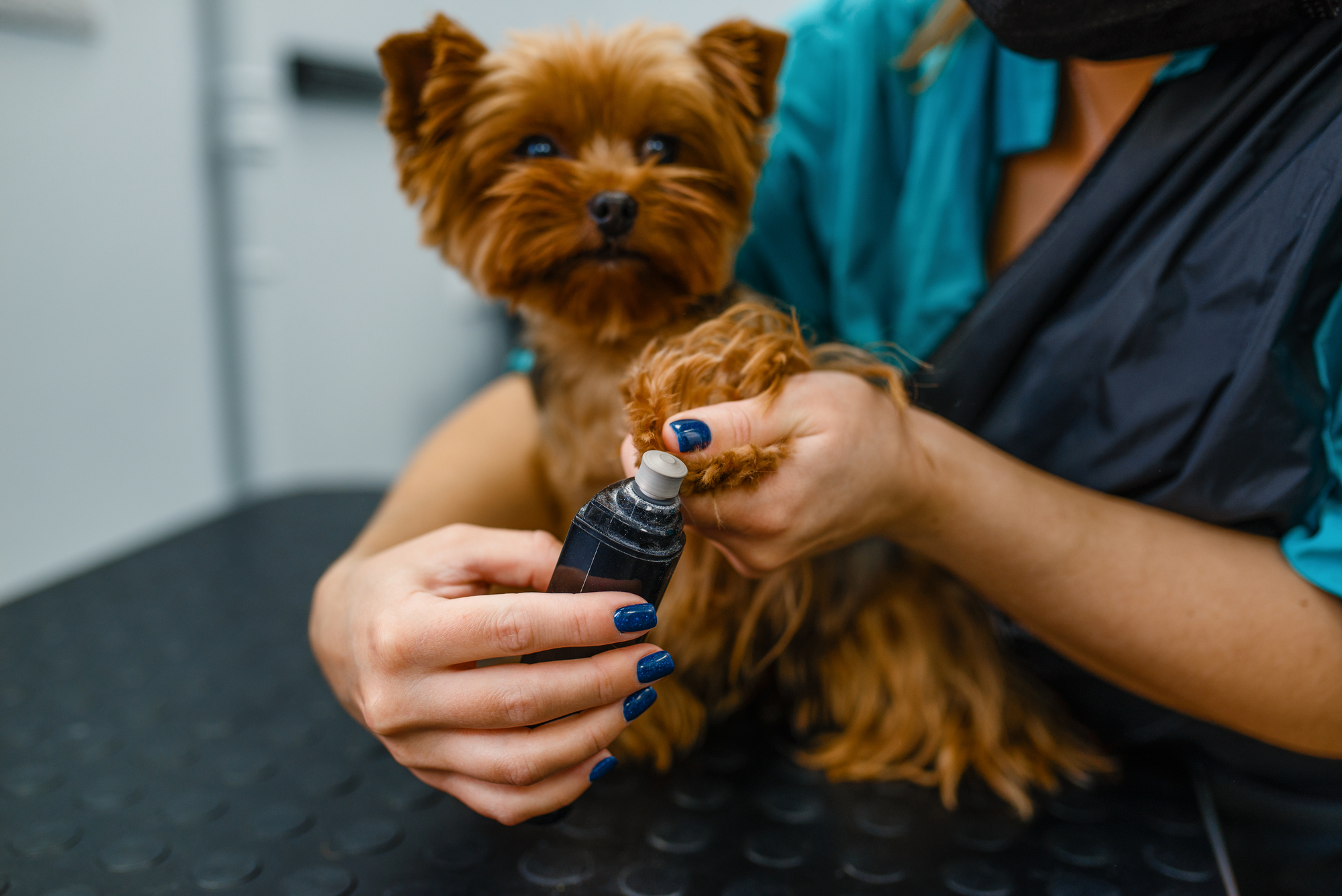Tipping A Dog Groomer In A Referral Salon photo