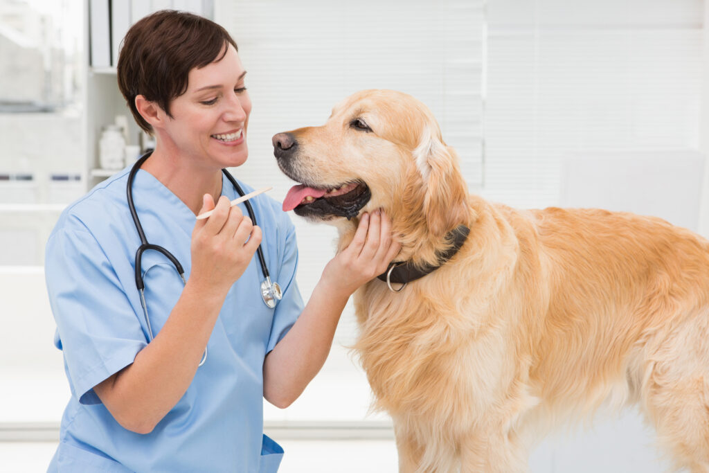 A female veterinarian is examining a golden retriever.