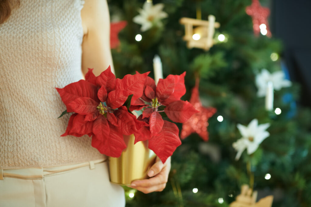 A woman is holding a vase of red poinsettias in front of a christmas tree.