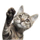 A tabby cat waving its paw in the air.