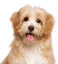 A small brown and white dog sitting on a white background.