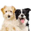 Two dogs sitting next to each other on a white background.
