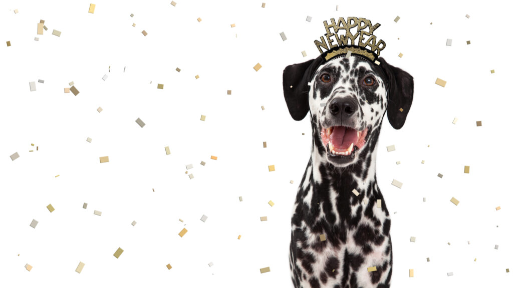 dalmation dog with happy new year headband
