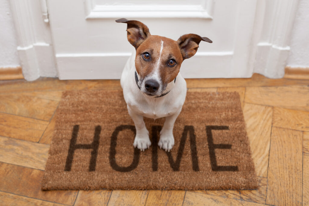 A dog standing on a doormat with the word home.