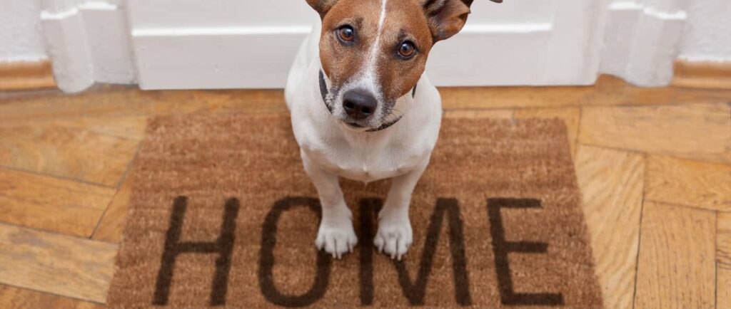 A jack russell terrier sitting on a doormat with the word "home" written on it, looking directly at the camera.