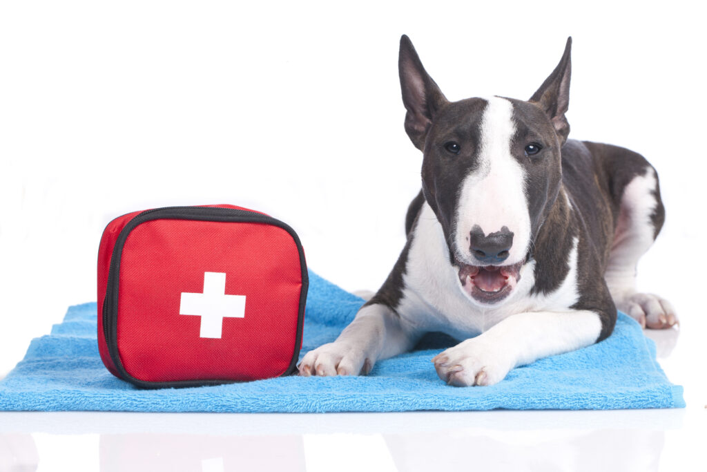 A dog laying on a towel with a first aid kit.