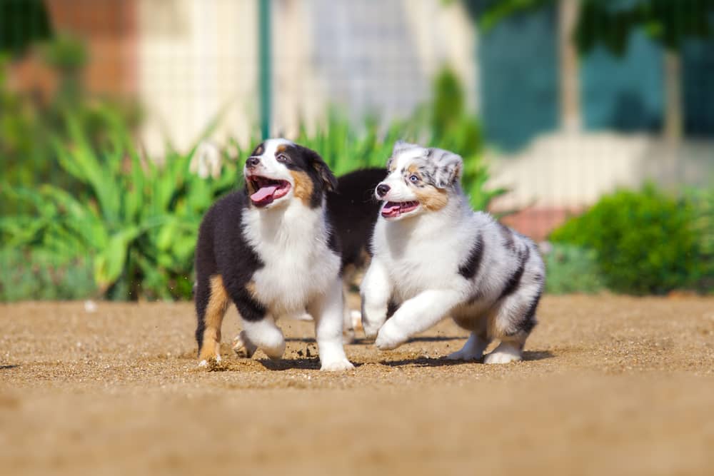 Two australian shepherd puppies running joyfully on a sandy track, with one black and white, the other blue merle, both with tongues out.