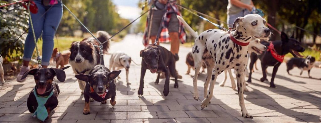A group of diverse dogs on leashes, guided by two individuals walking along a sunny park pathway.