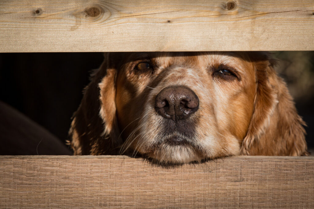 sad Cocker spaniel dog looks through wooden fences in dog boarding