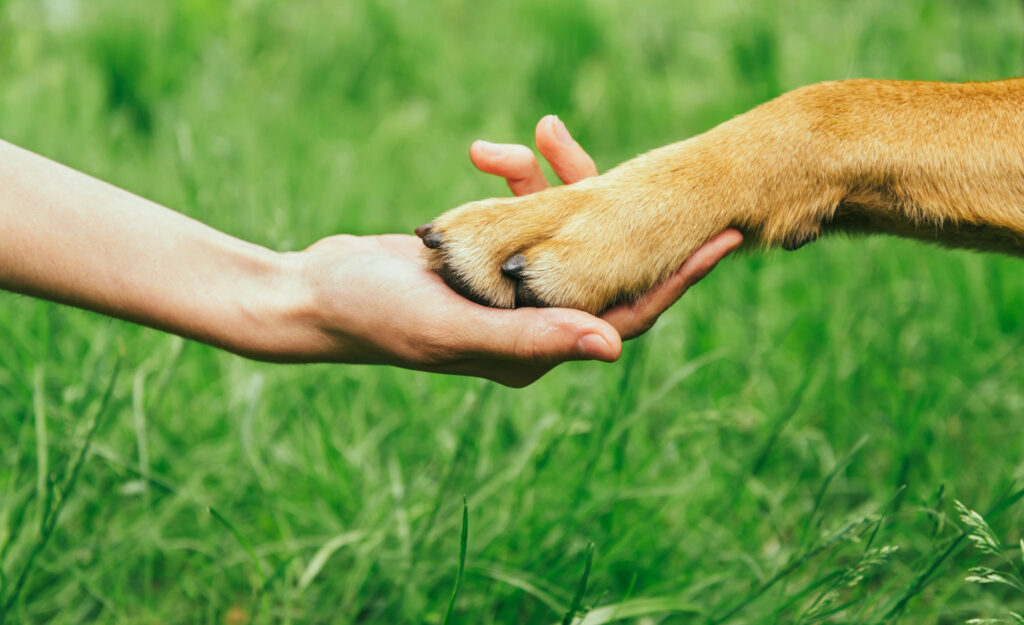 A human hand gently holding a dog's paw, with green grass in the background.