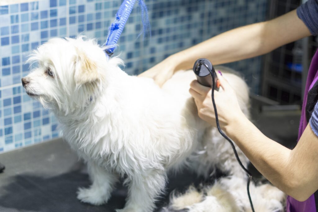 pet groomer shaving Maltese dog fur