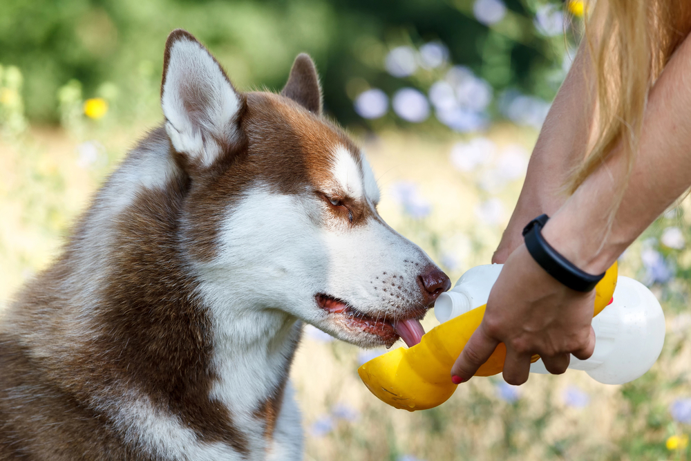 A person uses a yellow portable pet water bottle to give water to a brown and white husky dog outdoors.