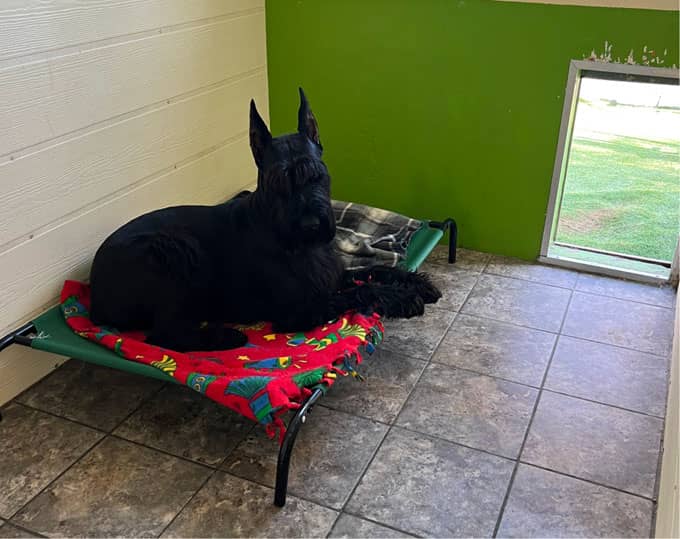 A large black dog lies on a raised pet bed with a colorful blanket in a tiled room with a small dog door leading outside.