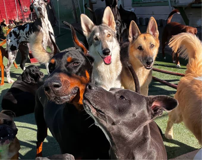 A group of dogs of various breeds stand together outdoors, with some facing the camera and others turned away. The sun is shining, casting bright light and shadows on the scene.
