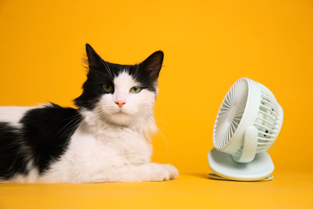 A black and white cat lies next to a small fan against a yellow background.