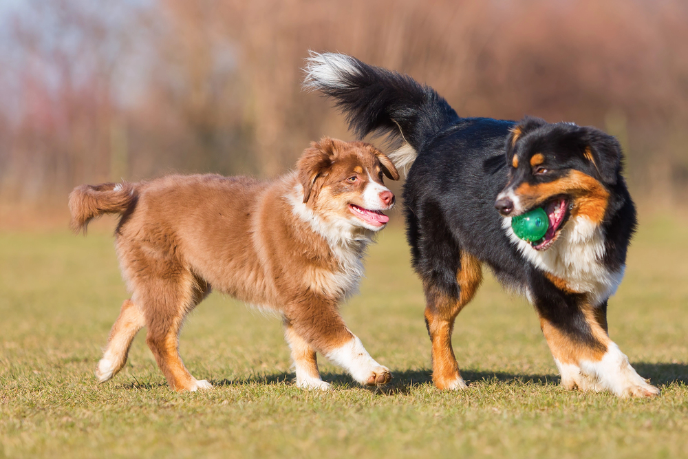 two Australian Shepherds playing with a ball outdoors