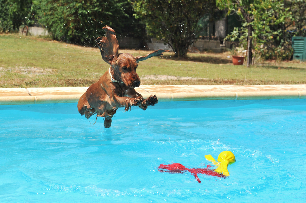 A wet dog leaps mid-air towards a yellow toy in a swimming pool.