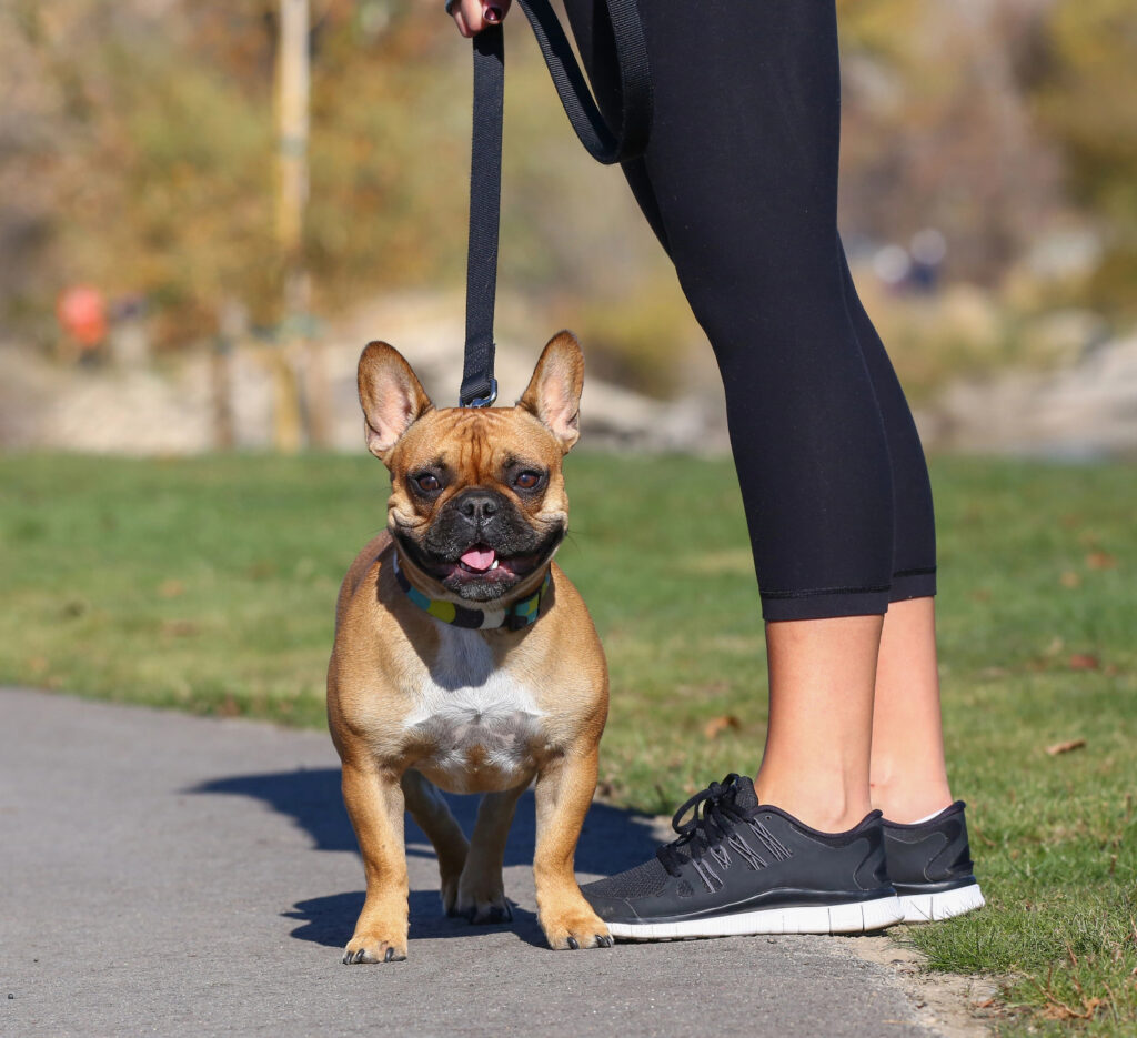 A brown and white French Bulldog on a leash stands beside a person wearing black leggings and black sneakers on a paved path in a park.