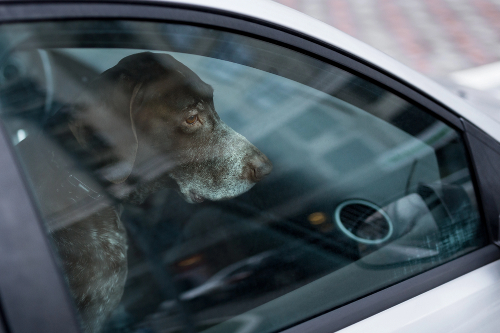 Dog left alone in locked car