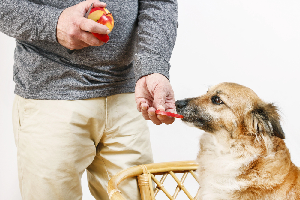 Person offers a slice of red apple to a dog sitting in a wicker chair.