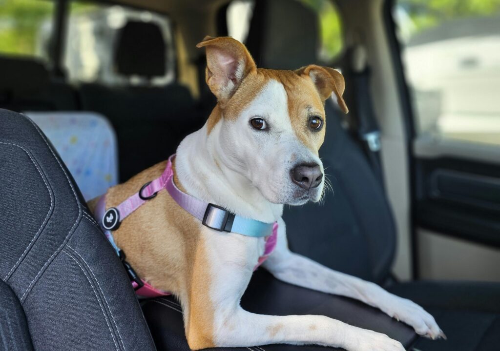 A brown and white dog wearing a pink and blue harness sits on a car seat, looking forward.