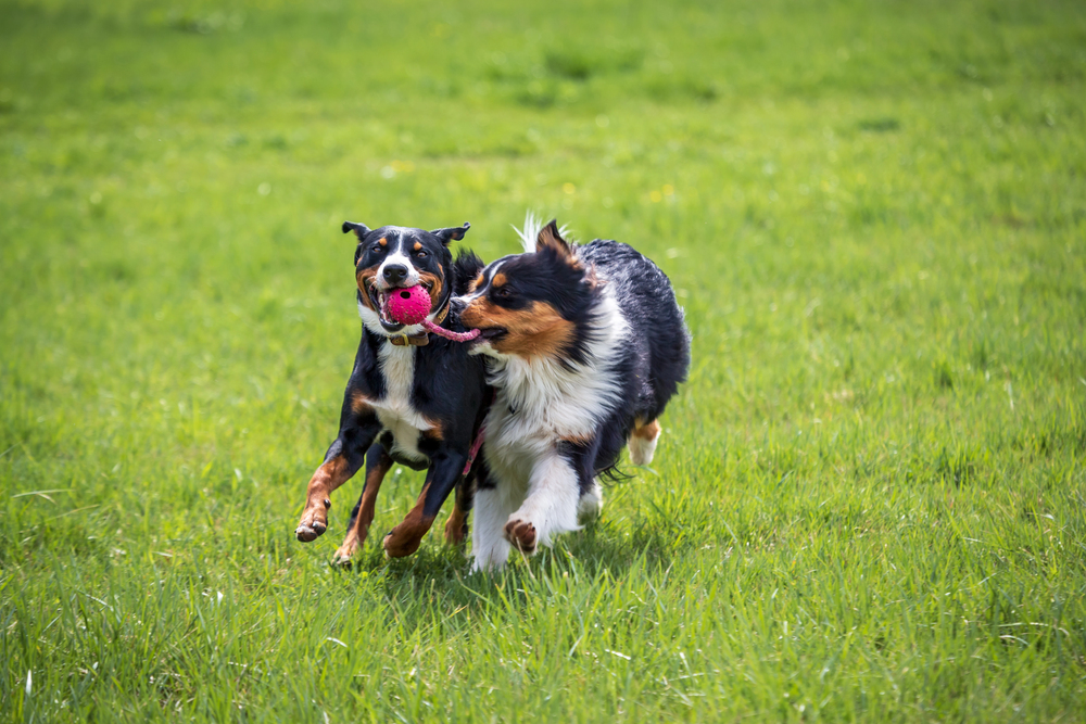 Two dogs running on grass, one holding a pink ball in its mouth.