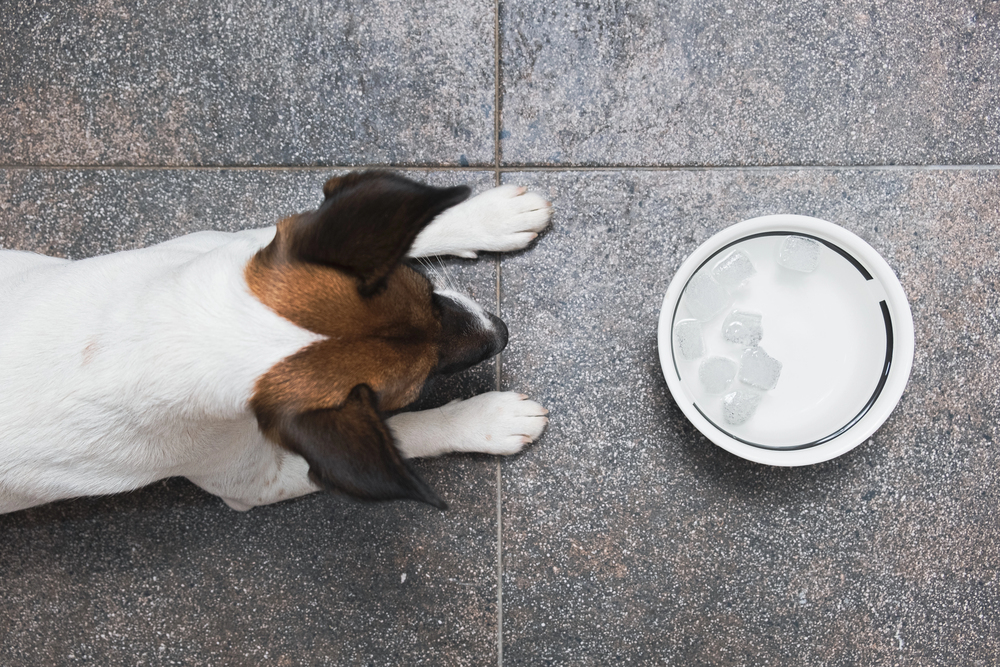 Dog lying on tiled floor next to a bowl of water with ice cubes.