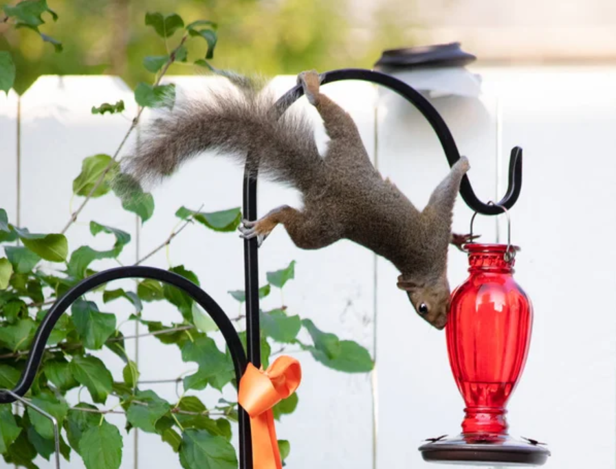 A squirrel hangs upside down from a black pole, drinking from a red bird feeder with greenery and a white fence in the background.