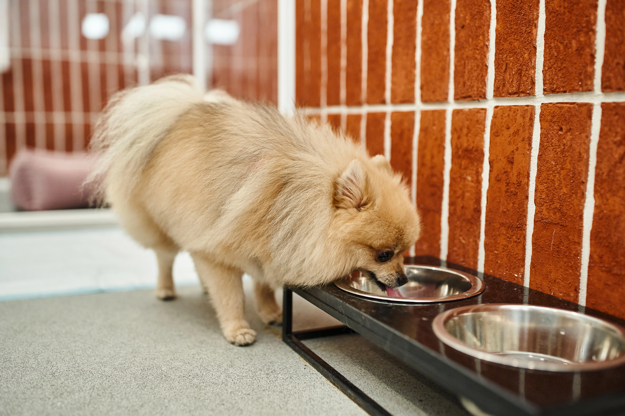 A small fluffy dog is drinking from a raised bowl stand